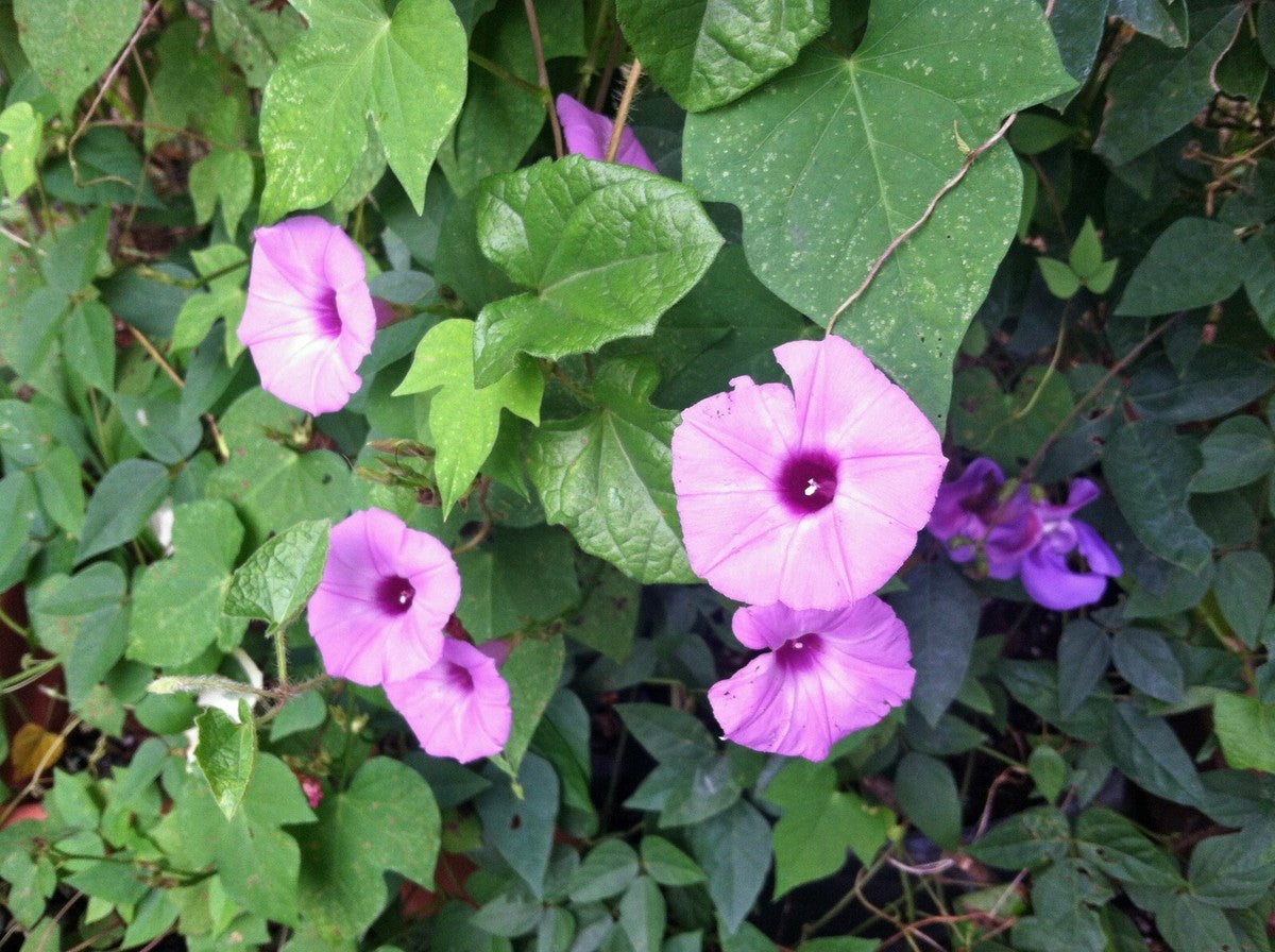 Lavender Moonvine Ipomoea – Garden Herb Seeds