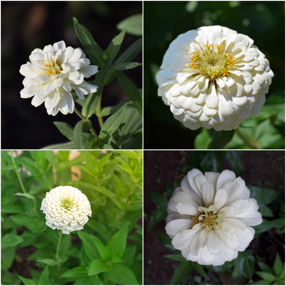 Zinnia Polar Bear Zinnia Elegans – Compact Garden Flower Seeds