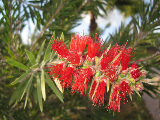 Callistemon Viminalis – Weeping Bottle Brush Tree Seeds