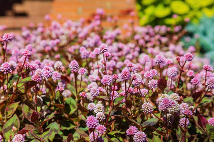 Knotweed Polygonum Capitatum – Pink Punching Balls Garden Seeds