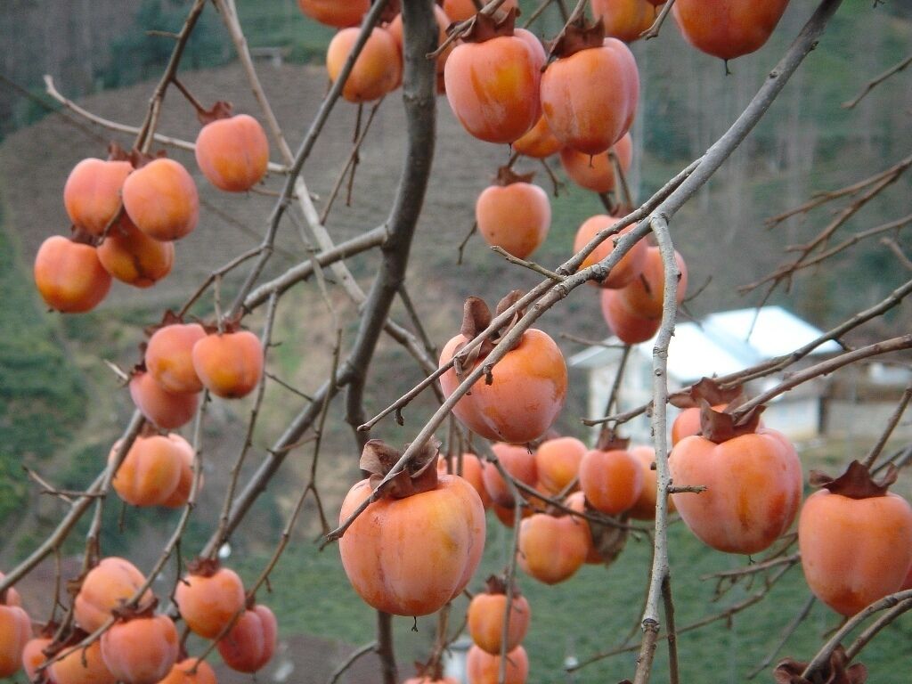 Japanese Persimmon Diospyros Kaki – Hardy Fruit Tree Seeds