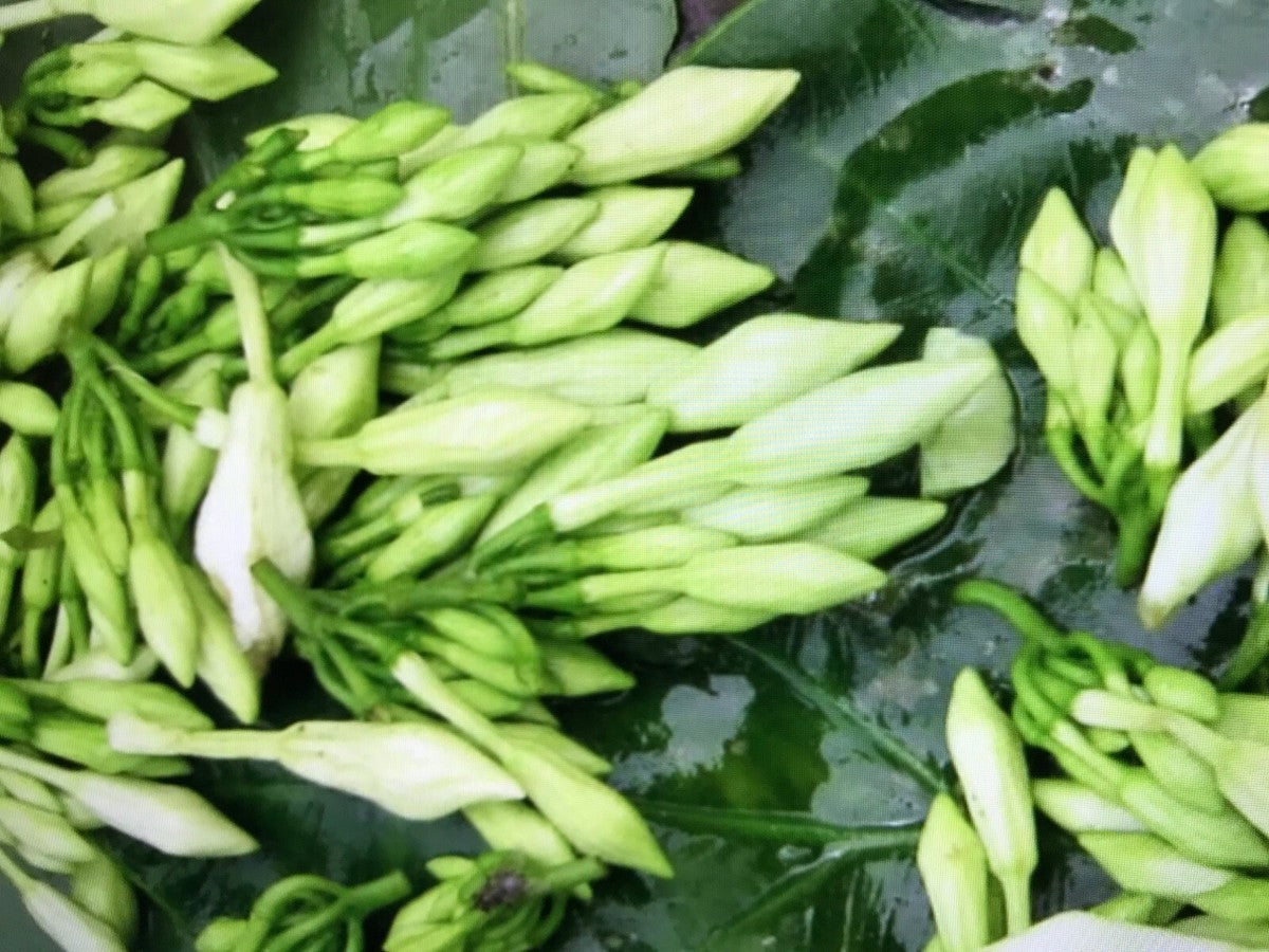 Loroco (Fernaldia pandurata) Seeds for Planting – Heirloom, Non-GMO, Edible Flower, Easy to Grow, Perennial