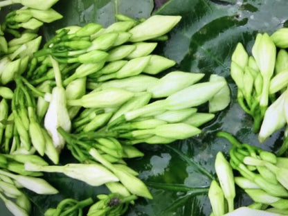 Loroco (Fernaldia pandurata) Seeds for Planting – Heirloom, Non-GMO, Edible Flower, Easy to Grow, Perennial
