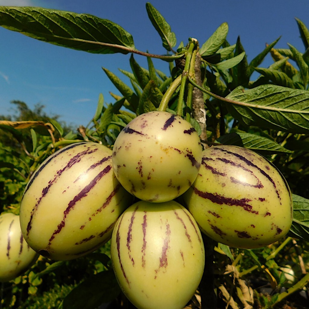 Pepino ‘El Camino’ Seeds – Heirloom, Non-GMO, Sweet Melon-Pear Variety for Planting