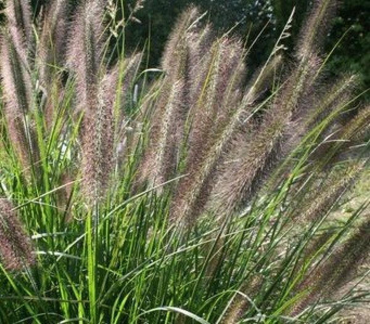 Fountain Grass Pennisetum Alopecuroides Viridescens – Black Garden Grass Seeds