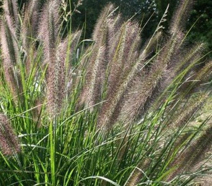 Fountain Grass Pennisetum Alopecuroides Viridescens – Black Garden Grass Seeds
