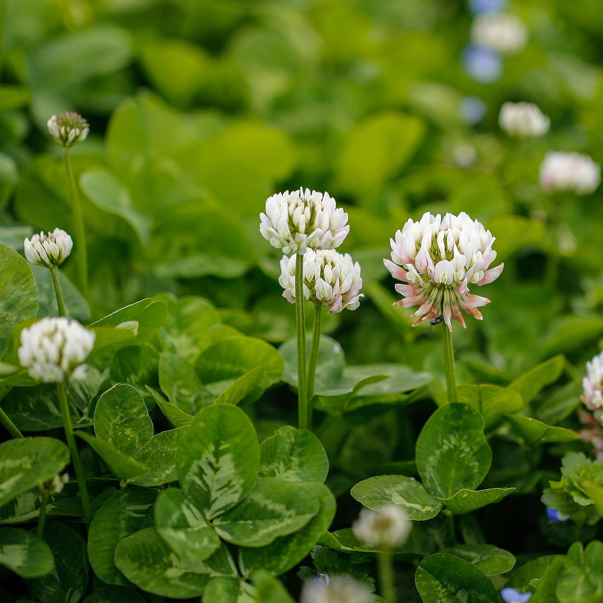 Dutch White Clover (Trifolium repens) Seeds for Planting – Heirloom, Non-GMO, Drought-Tolerant, Perennial Ground Cover
