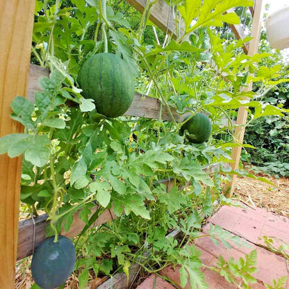 Sugar Baby Watermelon Seeds – Heirloom, Non-GMO, Compact Early Variety