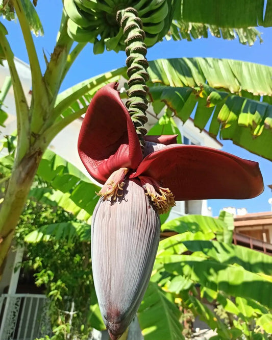 Musa Griersonii – Giant Himalayan Banana Fruit Tree Seeds
