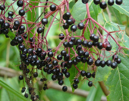 Aralia Spinosa – Berry Producing Walking Stick Tree Seeds