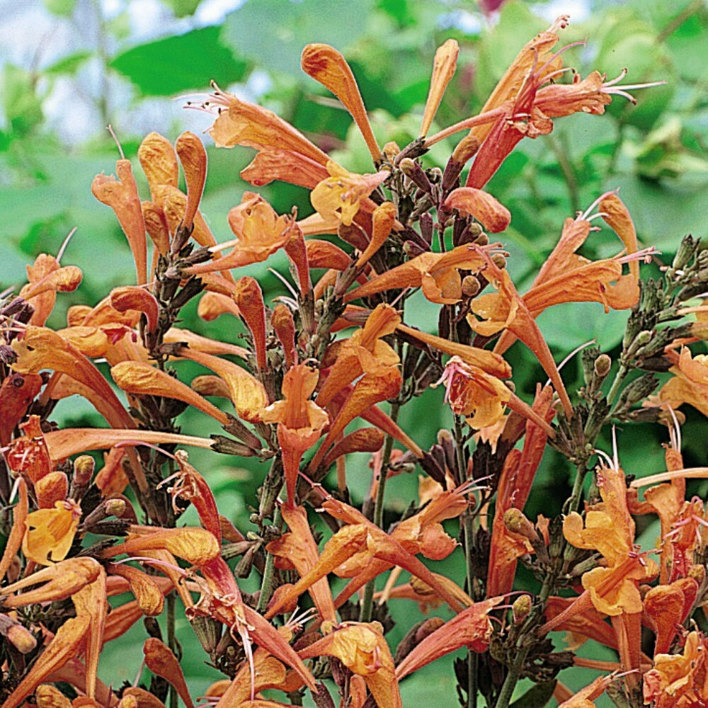 Agastache Agastache Aurantiaca – Apricot Sprite Fragrant Flower Seeds