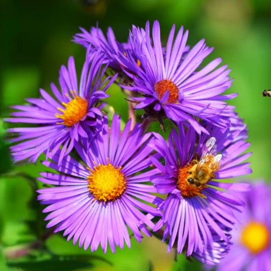 New England Aster Symphyotrichum – Colorful Perennial Wildflower Seeds