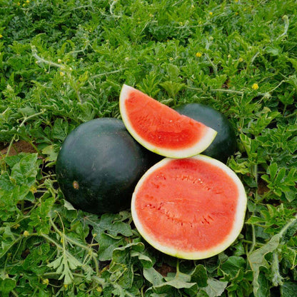 Black Diamond Watermelon Seeds – Heirloom, Non-GMO, Large Dark-Green Variety for Planting