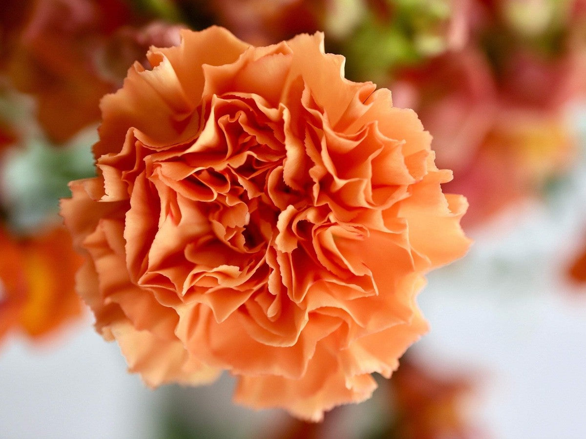 Carnation Dianthus Caryophyllus – Chabaud Orange Flower Seeds
