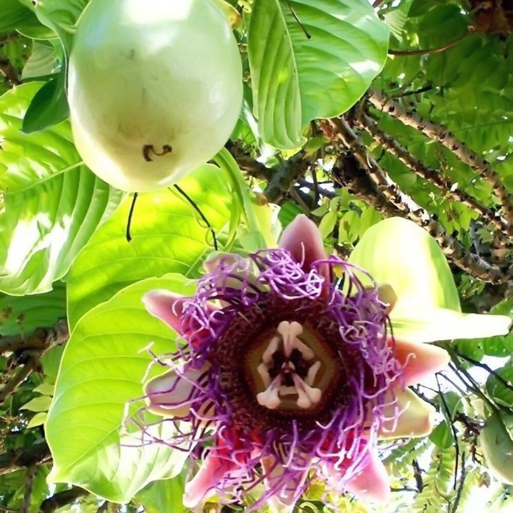 Passiflora quadrangularis Seeds – Giant Granadilla Passion Flower Vine, Tropical Climbing Plant