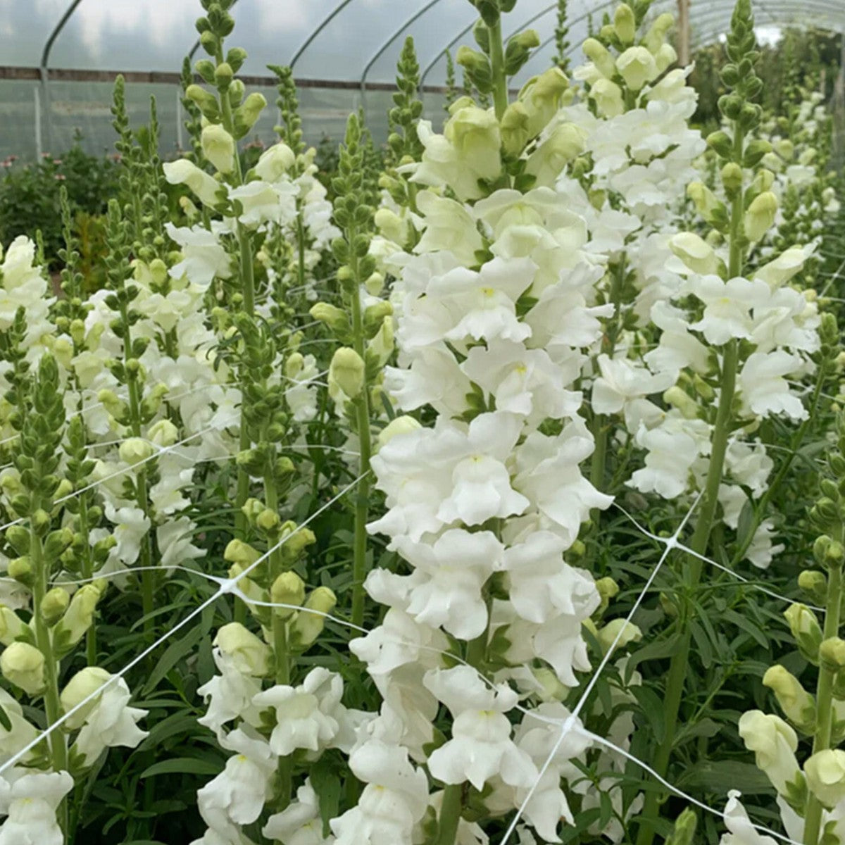 White Snapdragon Antirrhinum – Garden Flower Seeds