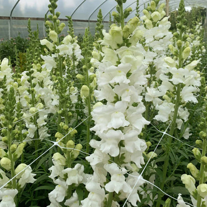 White Snapdragon Antirrhinum – Garden Flower Seeds