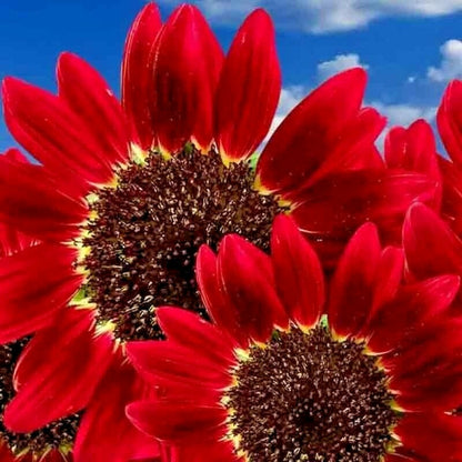 Rare Velvet Queen Sunflower Seeds for Planting Unique Garden Varieties Vibrant Non-GMO Blooms