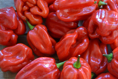 Mammoth Habanero Lee’s – Hot Chili Pepper Seeds