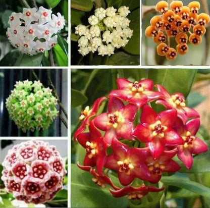 Mixed Hoya (Hoya spp.) Flower Seeds for Planting – Heirloom, Non-GMO, Indoor Variety, Easy to Grow, Perennial