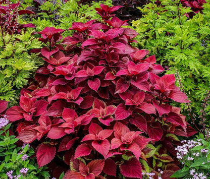 Coleus Wizard Velvet – Annual Flower Seeds