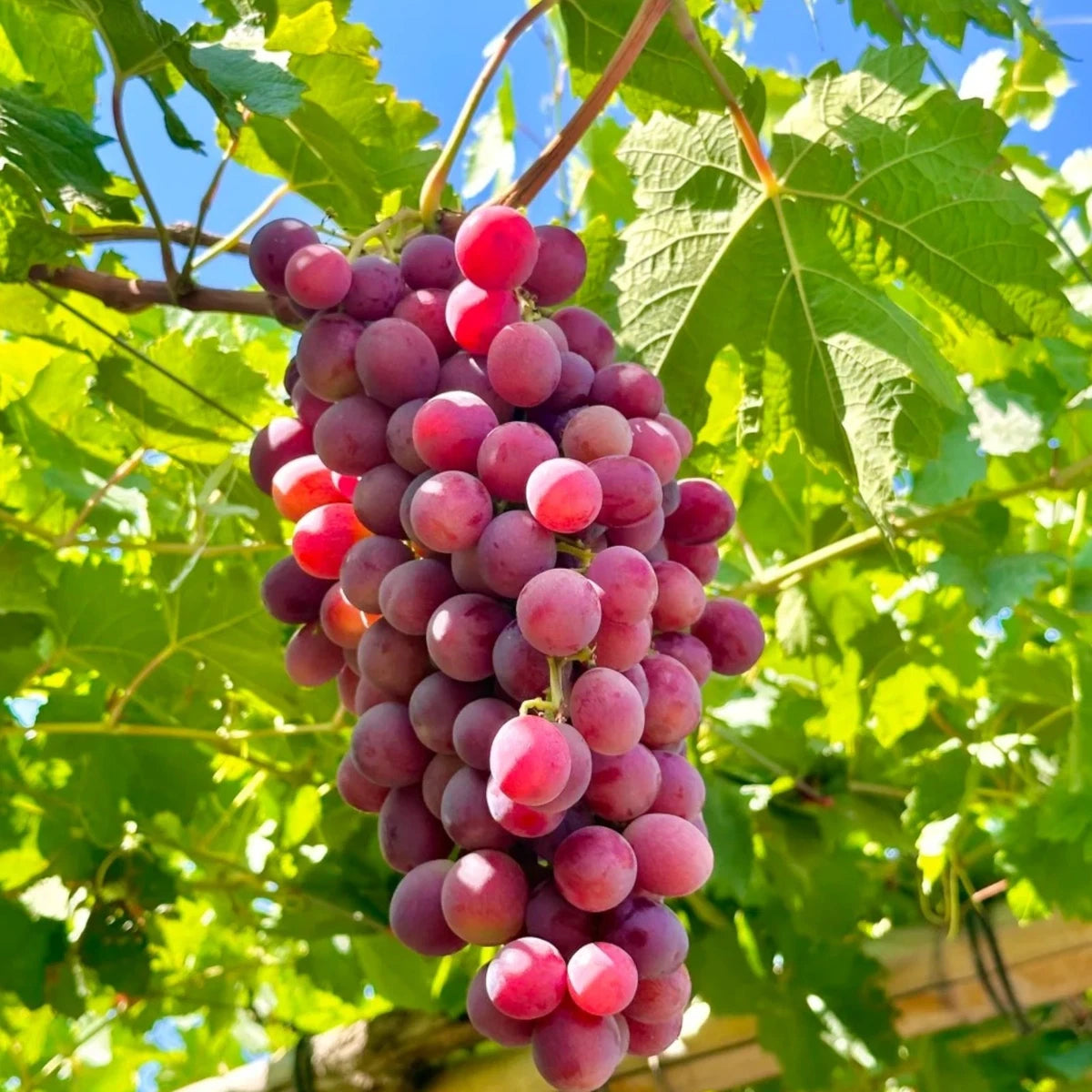 Red Globe Grape (Vitis vinifera) Seeds for Planting – Heirloom, Non-GMO, Easy to Grow, Large Red Fruit Variety