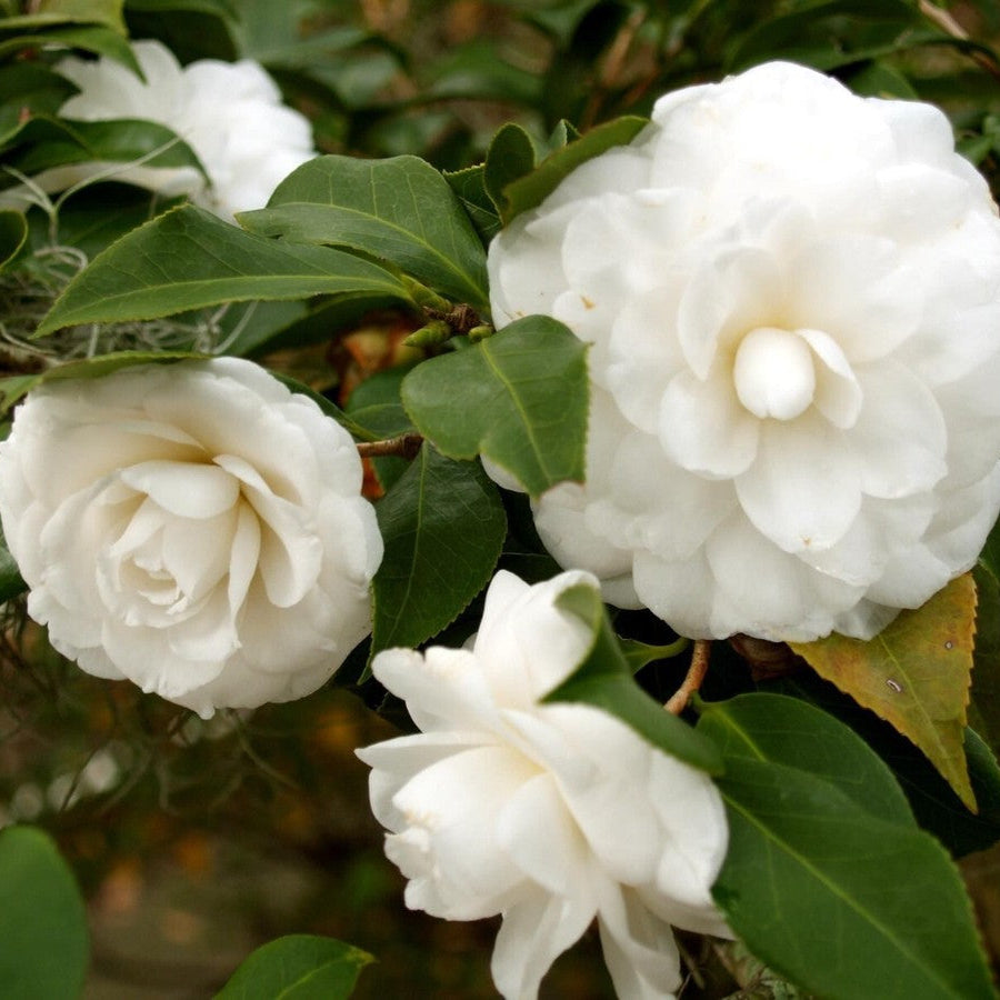 Camellia sinensis ‘Flore Pleno’ – Double White Flowering Plant