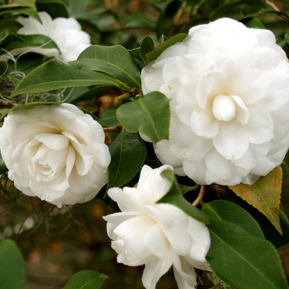 Camellia sinensis ‘Flore Pleno’ – Double White Flowering Plant