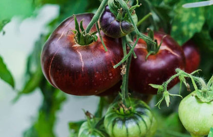 Kazachka Tomato – Heirloom Vegetable Garden Seeds