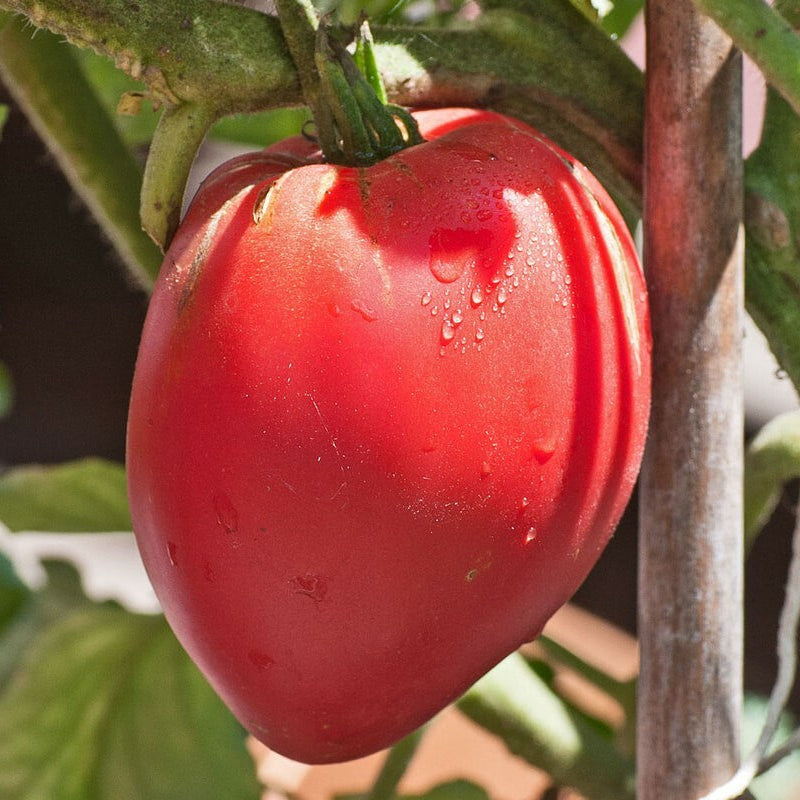 Anna Russian Tomato – Heirloom Vegetable Garden Seeds