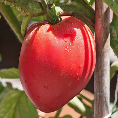 Anna Russian Tomato – Heirloom Vegetable Garden Seeds