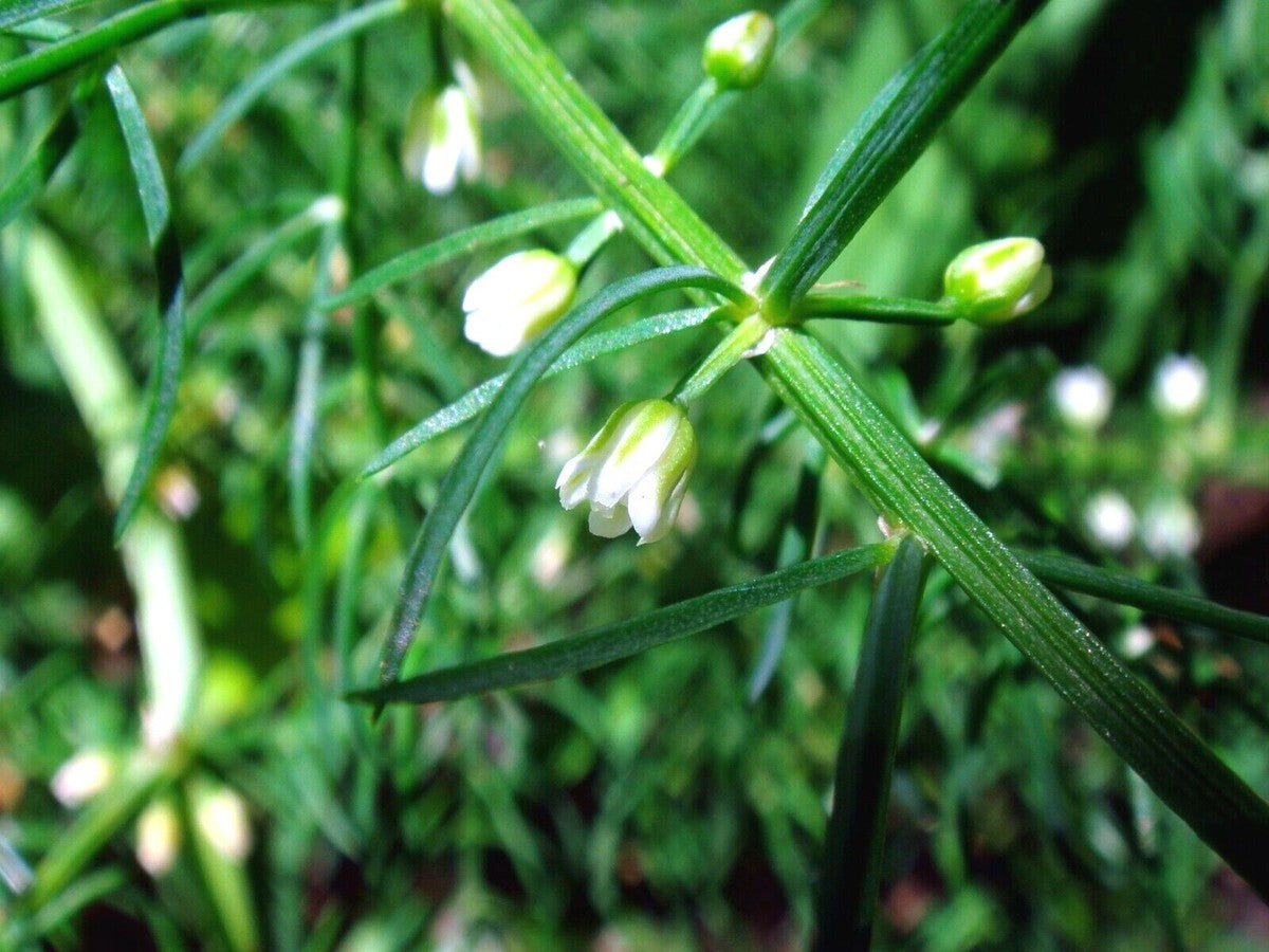 Asparagus Schoberioides – Korean Asparagus Fern Seeds