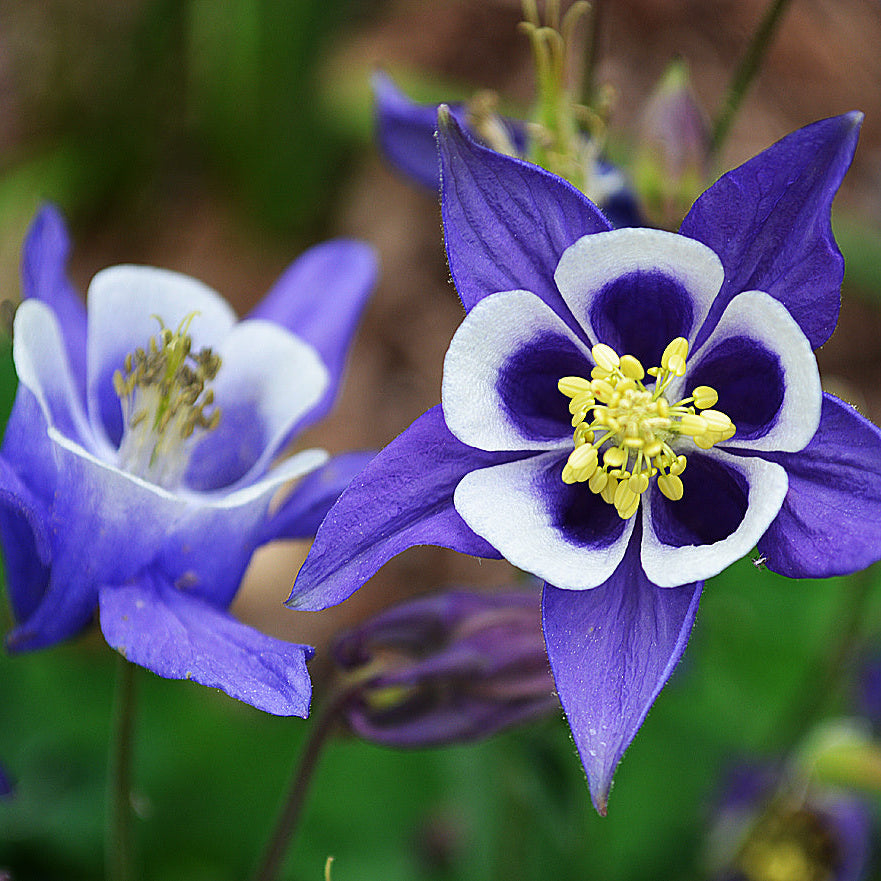 Double Pleated Blue – Perennial Flower Seeds