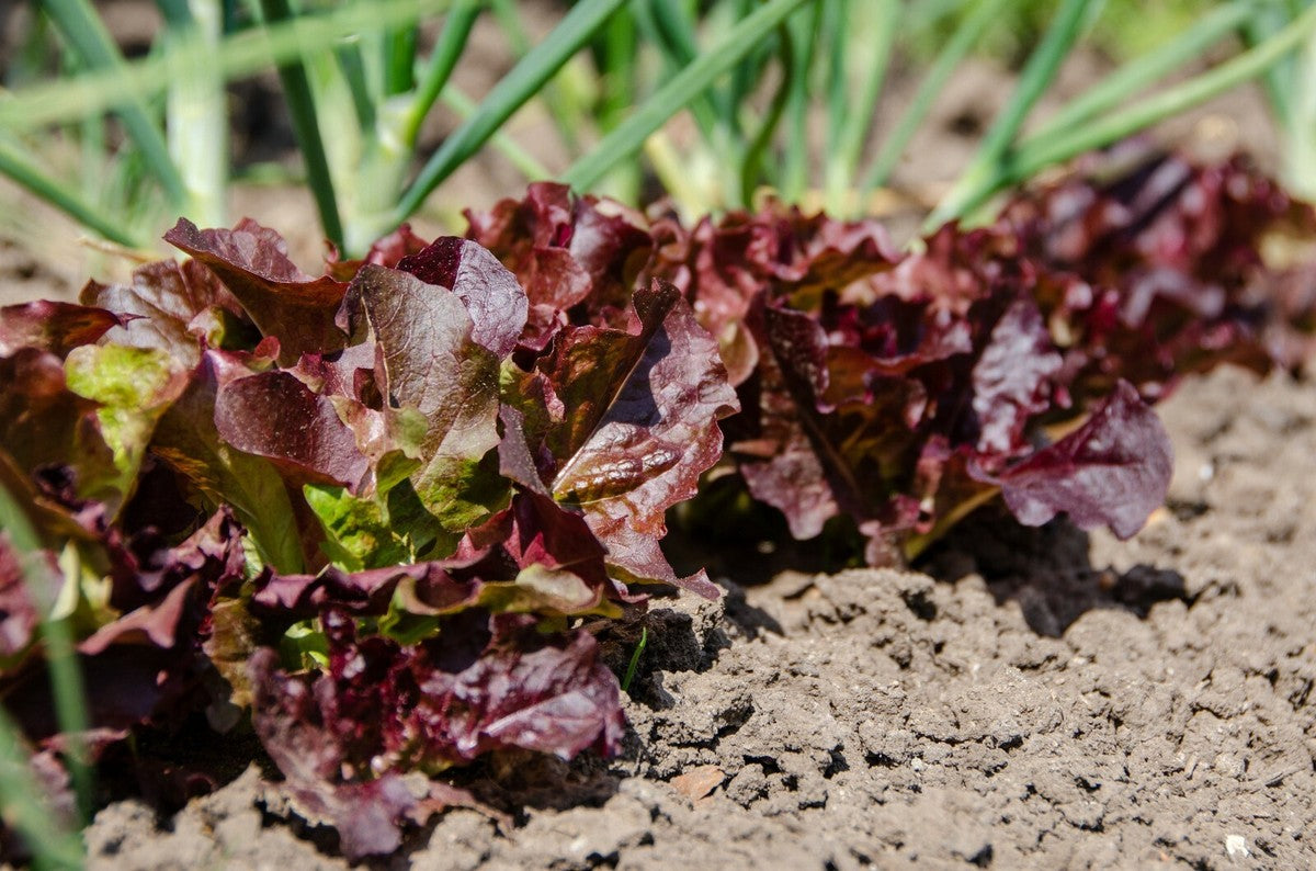 Cimmaron Romaine Lettuce – Colorful Vegetable Seeds