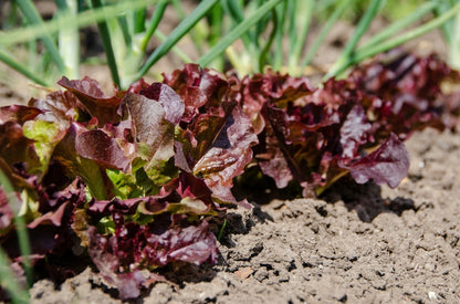 Cimmaron Romaine Lettuce – Colorful Vegetable Seeds