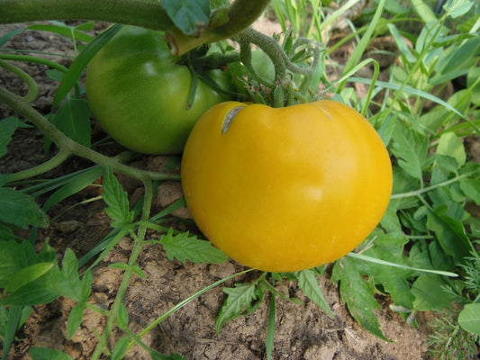 King of Siberia Tomato – Cold-Tolerant Heirloom Vegetable Seeds