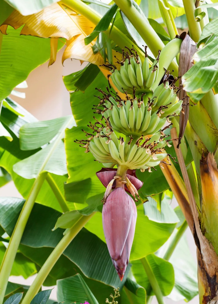 Juicy Dwarf Banana Fruit Tree Mini Bonsai Garden Seeds bag - Fruit Seeds