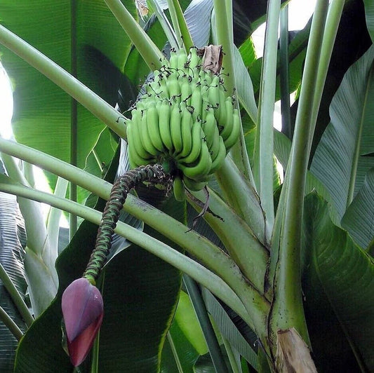 Musa Griersonii – Giant Himalayan Banana Fruit Tree Seeds