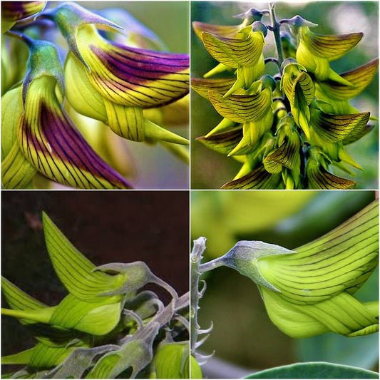 Green Bird Flower Seeds - Garden Flower Seeds