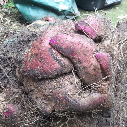 Yam (Dioscorea) Seeds for Planting – Heirloom, Non-GMO, Easy to Grow, Suitable for Outdoor Beds and Kitchen Gardens