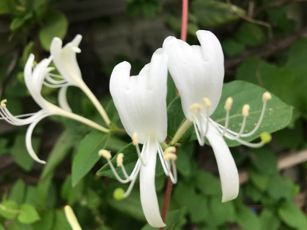 Fly Honeysuckle – White Perennial Climbing Flower Seeds