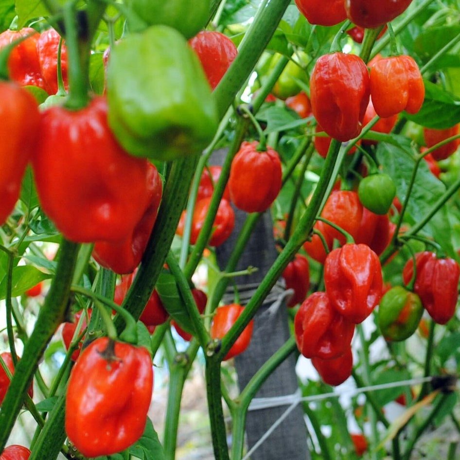Aji Dulce Pepper (Capsicum chinense) Seeds for Planting – Heirloom, Non-GMO, Mild Flavor, Easy to Grow, Annual Variety