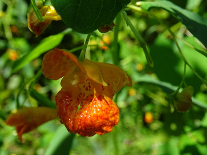 Fresh Jewelweed Impatiens Capensis Touchmenot From Organic For Lbs – Garden Flower Seeds