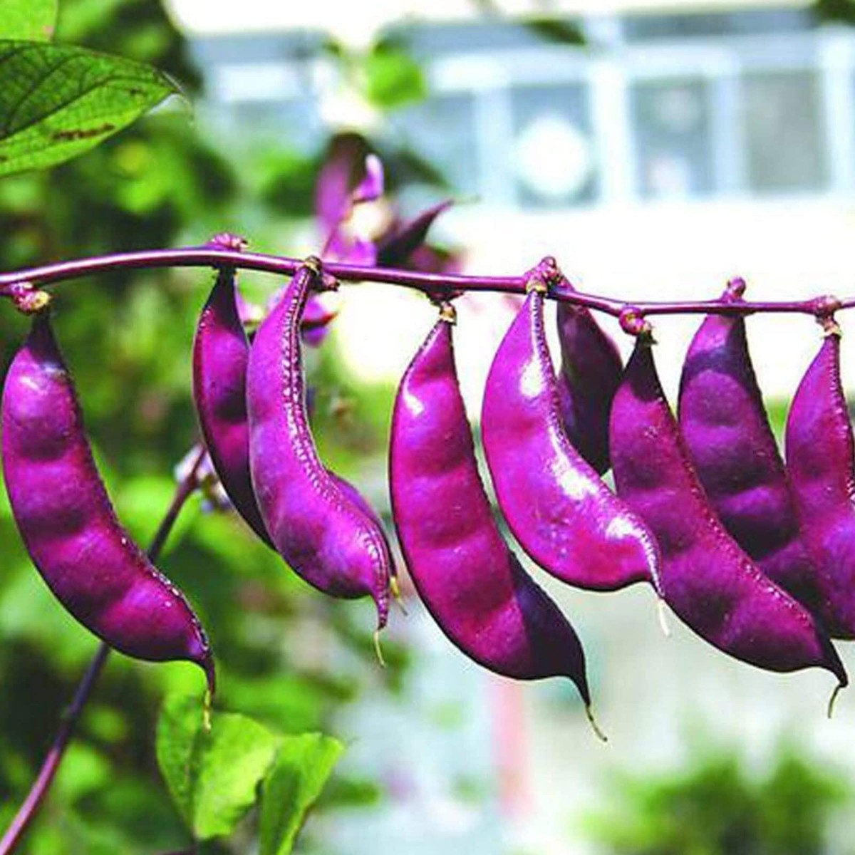 Hyacinth Bean Lablab Purpureus – Red Leaved Vegetable Seeds