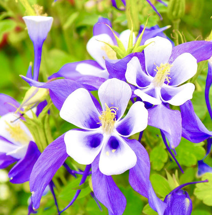 Heavenly Blue Aquilegia – Perennial Flower Seeds