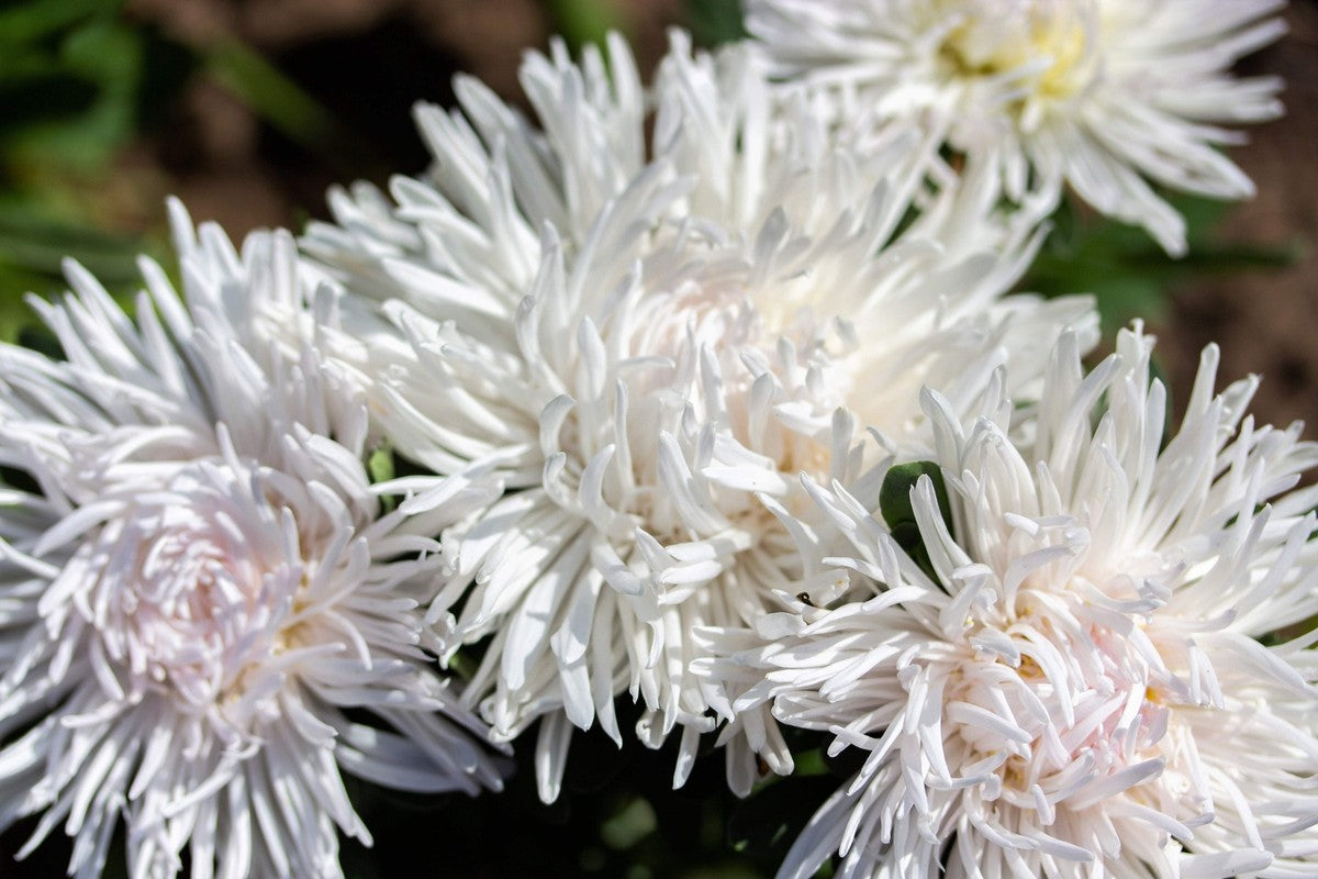 Aster Needle Unicum White Callistephus Chinensis – Dwarf Garden Flower Seeds