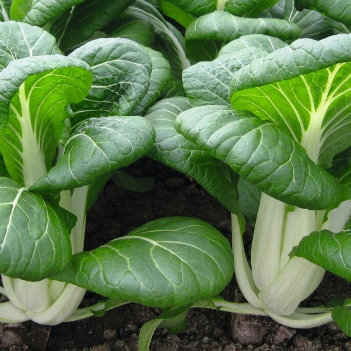 Feng Qing Choi – Garden Vegetable Seeds
