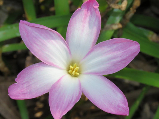 Rain Lily Zephyranthes Labufarosea Seasonal Flower Bulbs