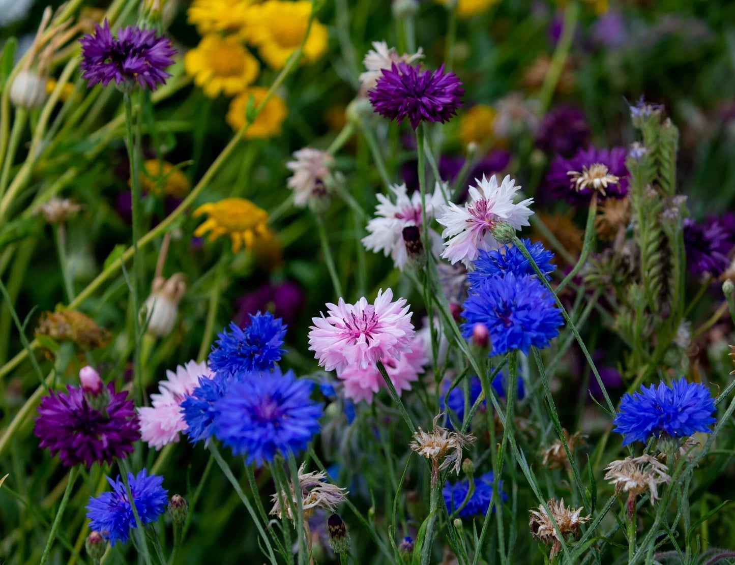 Valley Green Flower Seed Pack – Mixed Garden Flower Seeds