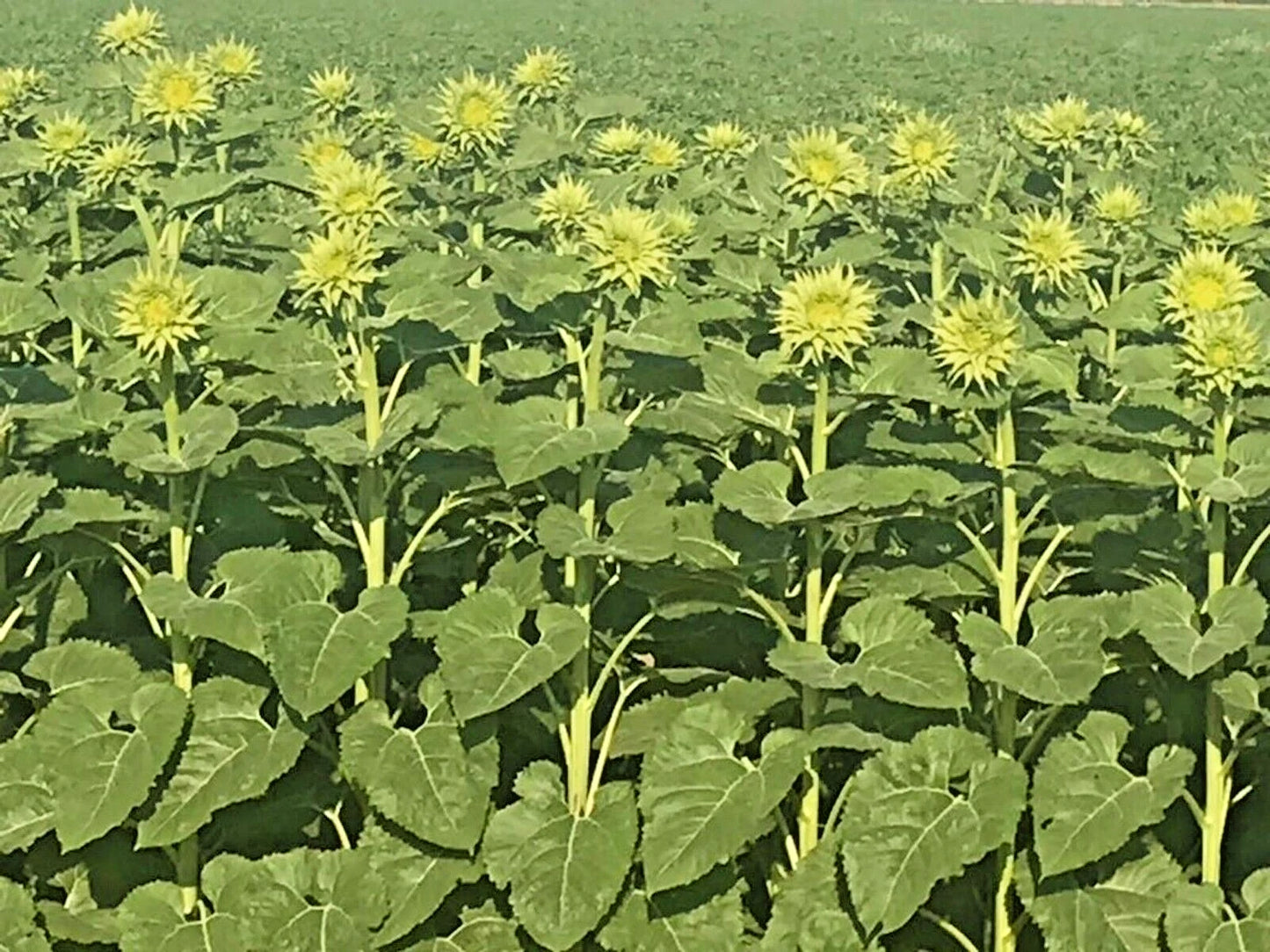 Sunfill Green Double Sunflower Helianthus Annuus – Large Bloom Flower Seeds